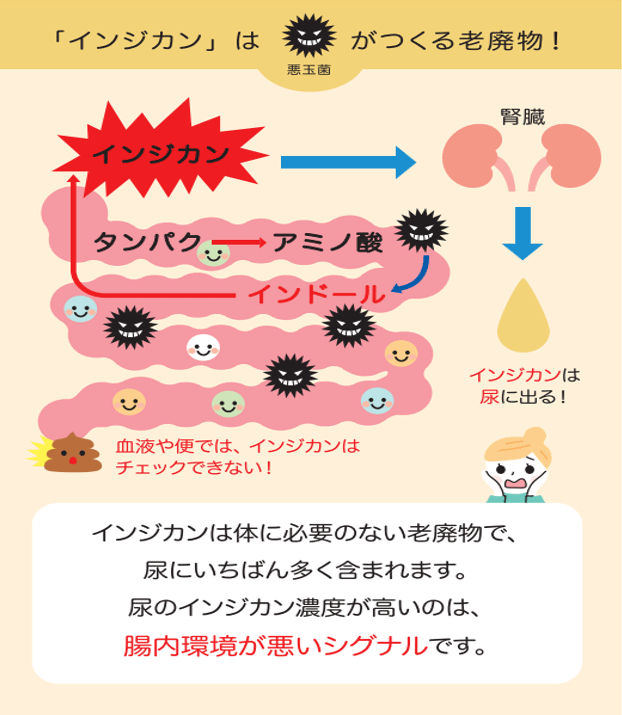 「インジカン」は悪玉菌がつくる老廃物！
