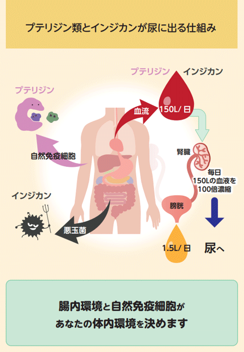 プテリジン類とインジカンが尿に出る仕組み